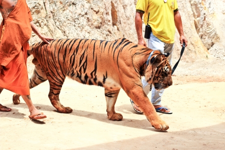 Tiger at the Buddhist Tiger temple near Kanchanaburi, Thailand  のeditorial素材