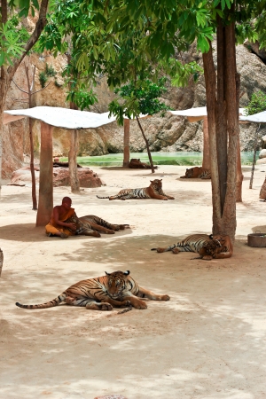 Tiger at the Buddhist Tiger temple near Kanchanaburi, Thailand  のeditorial素材