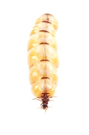 Queen termiteの写真素材