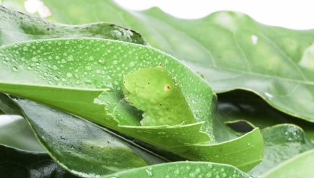 Tailed Jayの写真素材