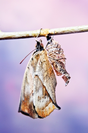 Beautiful Butterflyの写真素材