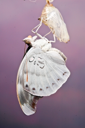 Beautiful Butterfly の写真素材