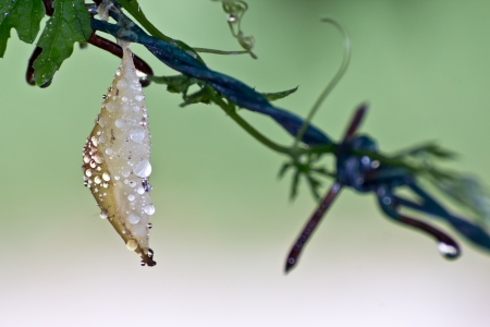Beautiful pupa Butterflyの写真素材