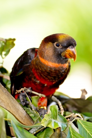 Beautiful colorful parrot, Sun Conure  Aratinga solstitialis の写真素材