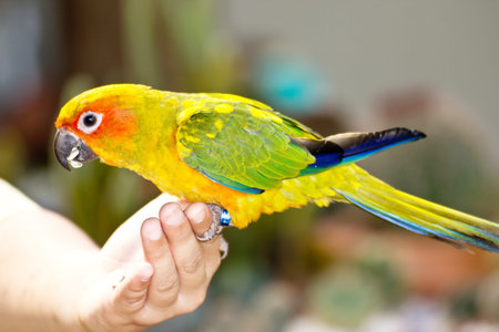 Beautiful colorful parrot, Sun Conure  Aratinga solstitialis 