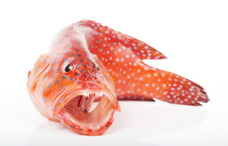  Grouper
