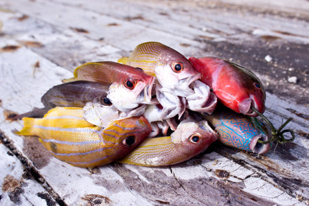 andaman fishes
