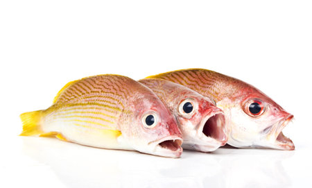 Russell s snapper