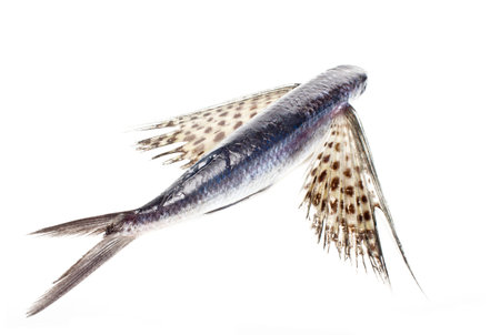 flying fish