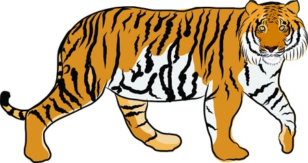 Hand drawn tiger vectorのイラスト素材