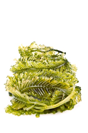 Seaweed is a loose colloquial term encompassing macroscopic, multicellular, benthic marine algaeの写真素材