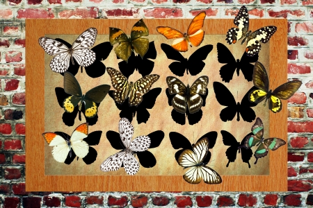 A butterfly is a mainly day-flying insect of the order Lepidopteraの写真素材