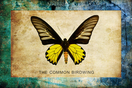 A butterfly is a mainly day-flying insect of the order Lepidopteraの写真素材