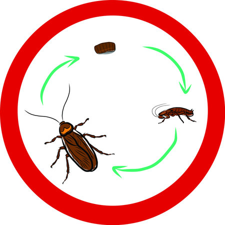 Cockroach life-cycle 