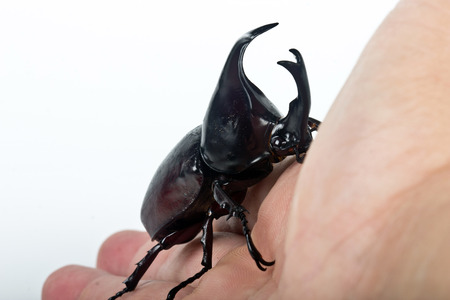 rhinoceros beetle of the Scarabaeidae family is commonly known as the fighting beetleの写真素材