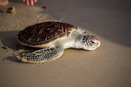 Sea Turtle Release