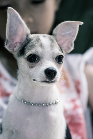 A little girl with her pet chihuahua dog.の写真素材