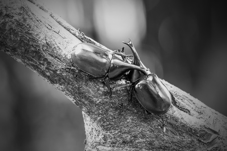 Rhinoceros beetle, Rhino beetle,の写真素材