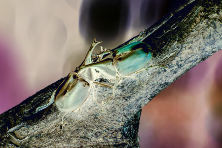 Extended infrared macro of rhinoceros beetleの写真素材