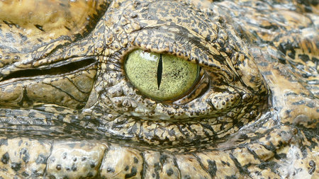 Crocodile eyeの写真素材