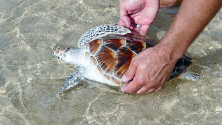 Sea Turtle Release