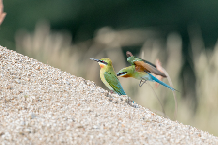 Blue-tailed Bee-eaterの写真素材