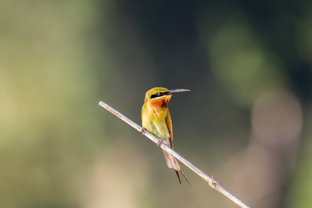 Blue-tailed Bee-eater, Merops philippinus, tropical bird, Thailandの写真素材