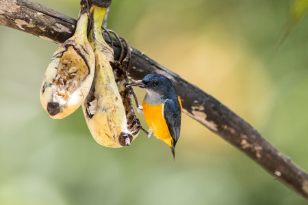Orange-bellied Flowerpeckerの写真素材