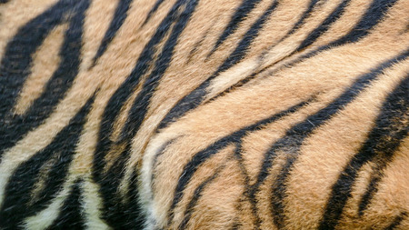 Skin of a Royal Bengal Tigerの写真素材