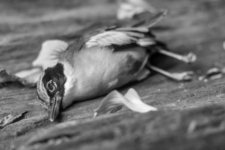 The cycle of life, death, birdsの写真素材