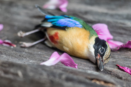 The cycle of life, death, birds