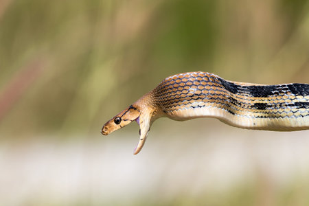 The fighting of Radiated ratsnake