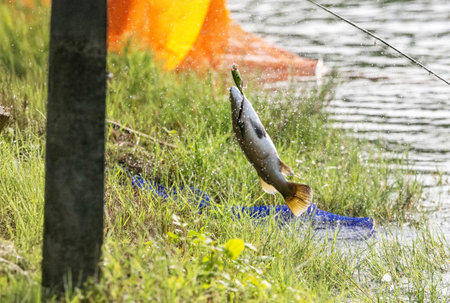 Lure fishing for Asian sea bass or Barramundiの写真素材