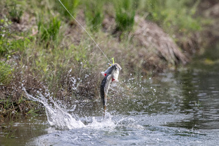 Lure fishing for Asian sea bass or Barramundiの写真素材