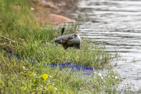 Lure fishing for Asian sea bass or Barramundiの写真素材