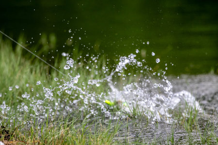 The water surface is broken by the action of the sea bass attacking the lure