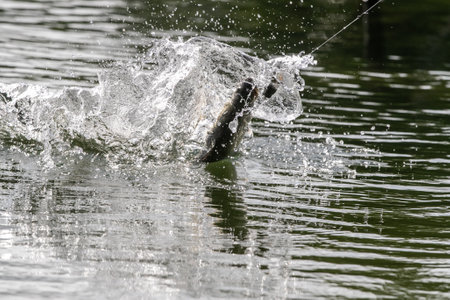 Lure fishing for Asian sea bass or Barramundiの写真素材