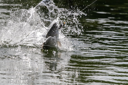 Lure fishing for Asian sea bass or Barramundiの写真素材