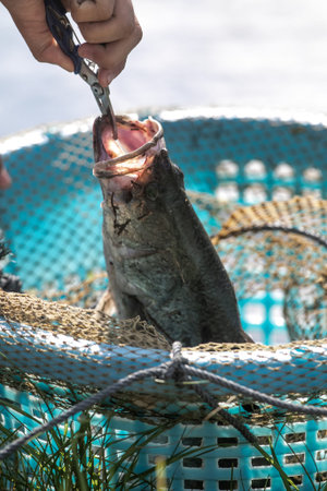 Anglers use pliers to remove hook from mouth of large asian sea bass or Barramundi