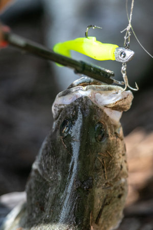 Anglers use pliers to remove hook from mouth of large asian sea bass or Barramundiの写真素材