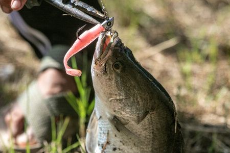 Anglers use pliers to remove hook from mouth of large asian sea bass or Barramundi