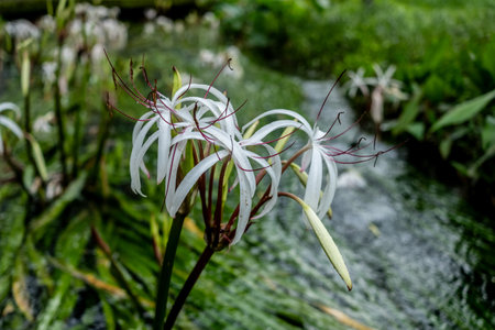water onion flower is an umbel of large, showy blossoms above the waterline.の写真素材