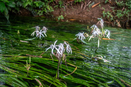 water onion flower is an umbel of large, showy blossoms above the waterline.の写真素材