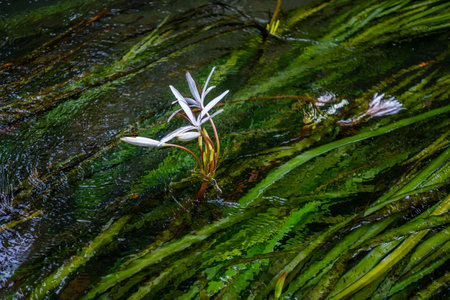 Water lily flower in the rainforest of Costa Rica, Central Americaの写真素材
