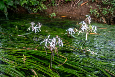 water onion flower is an umbel of large, showy blossoms above the waterline.の写真素材