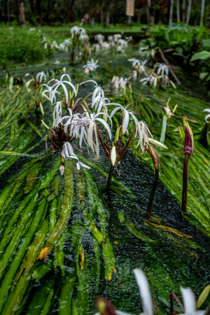 White flowers in the rainforest of Borneo, Sabahの写真素材
