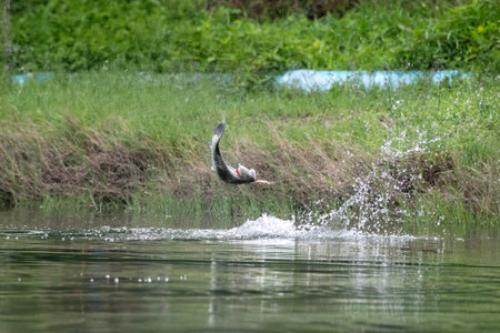 Red-billed stork, Aardvarka aardvarka, single bird in water, Warwickshireの写真素材