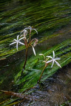 White flowers in the rainforest of Costa Rica, Central America.の写真素材
