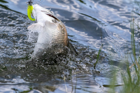 Lure fishing for Asian sea bass or Barramundi