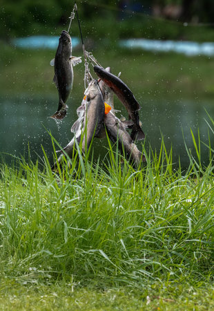 Fisherman catch a fish on a hook in the river.